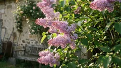 Šeřík, který roste a kvete bez problémů – důležité rady pro každého zahradníka